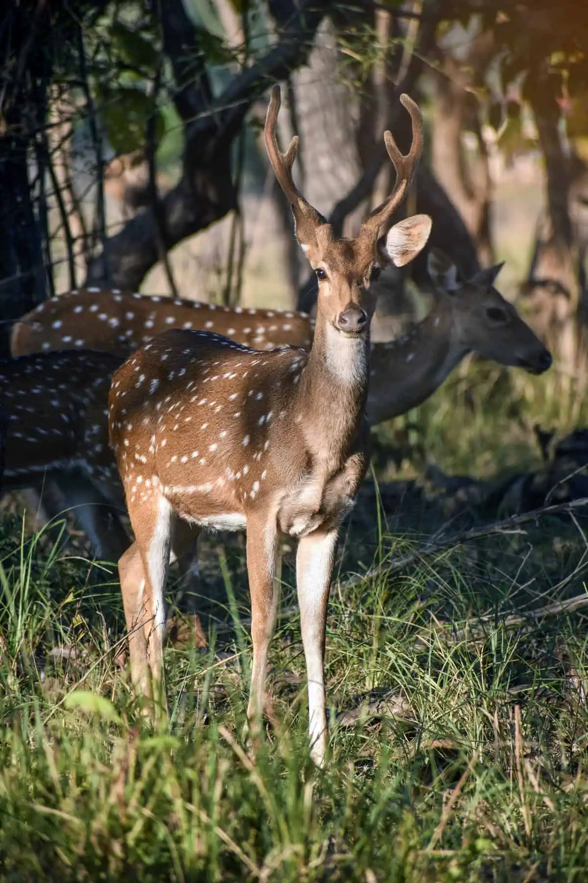 tadoba