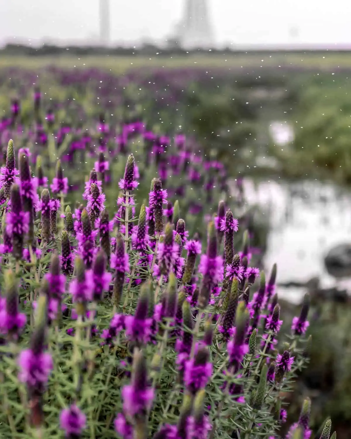 kaas plateau